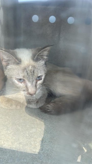 Shelter Stray Female Cat last seen , 4275 Elton St, Baldwin Park, CA 91706, USA