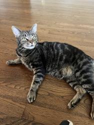 Lost Male Cat last seen candler st ne in candler park, Atlanta, GA 30307
