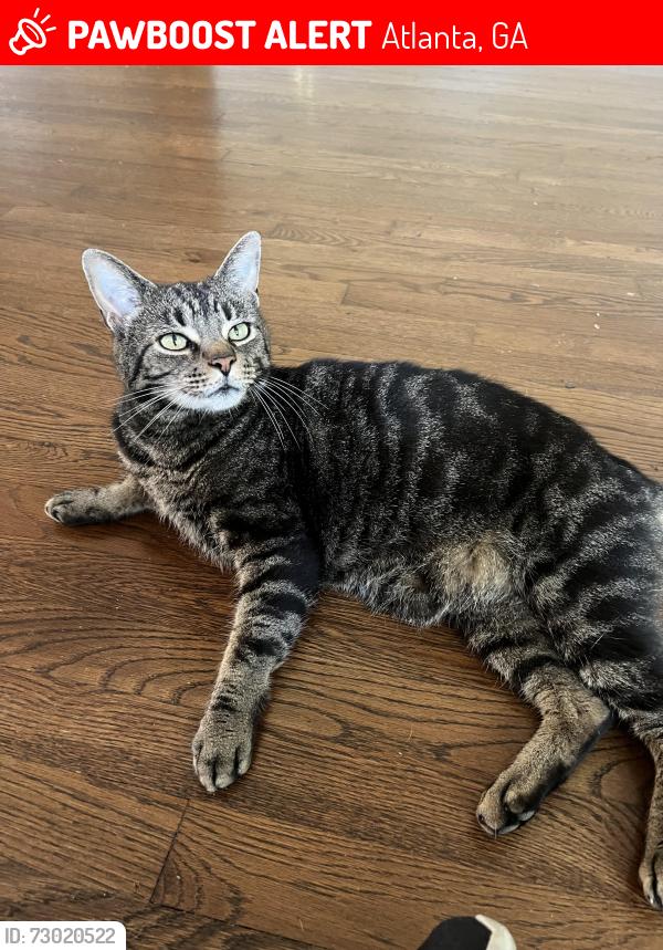 Lost Male Cat last seen candler st ne in candler park, Atlanta, GA 30307