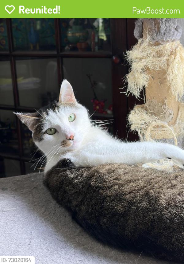 Reunited Male Cat last seen Glenbury Ave and Hilliard Ave, Lakewood, OH 44107