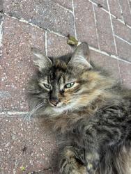 Found/Stray Female Cat last seen Woodsend rd and Woodhollow Rd, Louisville, KY 40229
