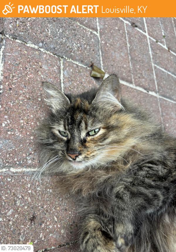 Found/Stray Female Cat last seen Woodsend rd and Woodhollow Rd, Louisville, KY 40229