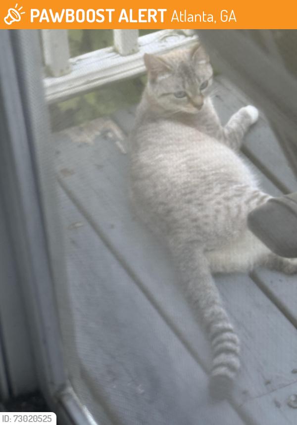 Found/Stray Female Cat last seen Greenwich, Atlanta, GA 30310