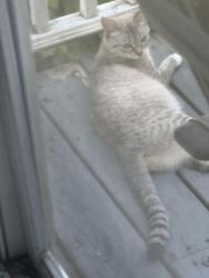 Found/Stray Female Cat last seen Greenwich, Atlanta, GA 30310