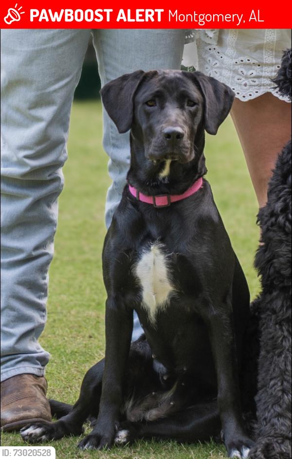 Lost Female Dog last seen Waters Edge, Lake Forest, Atlanta Hwy, Montgomery, AL 36117