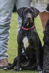 Lost Female Dog last seen Waters Edge, Lake Forest, Atlanta Hwy, Montgomery, AL 36117