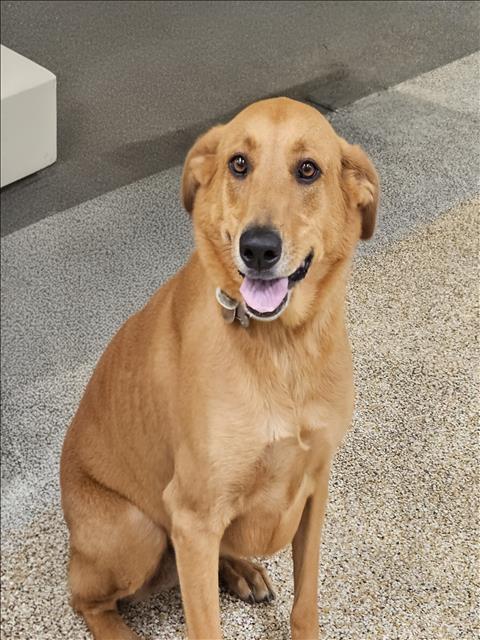 Shelter Stray Female Dog last seen , 3201 Lacy St, Los Angeles, CA 90031, USA