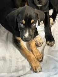 Shelter Stray Female Dog last seen Near BLOCK PALISADES DRIVE, 2020 Forest St, Jacksonville, FL 32204, USA
