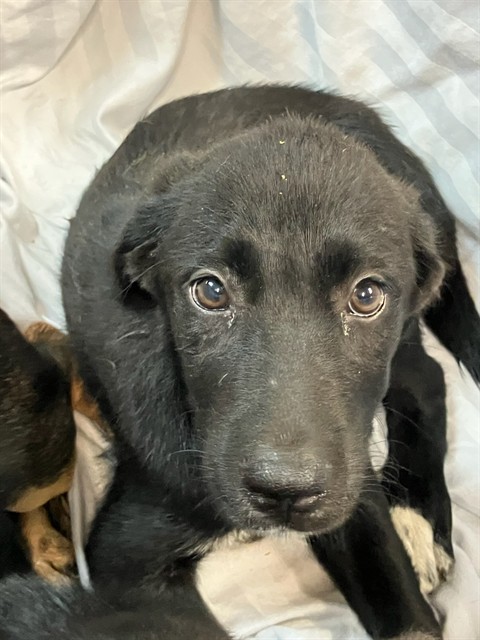 Shelter Stray Female Dog last seen Near BLOCK PALISADES DRIVE, 2020 Forest St, Jacksonville, FL 32204, USA