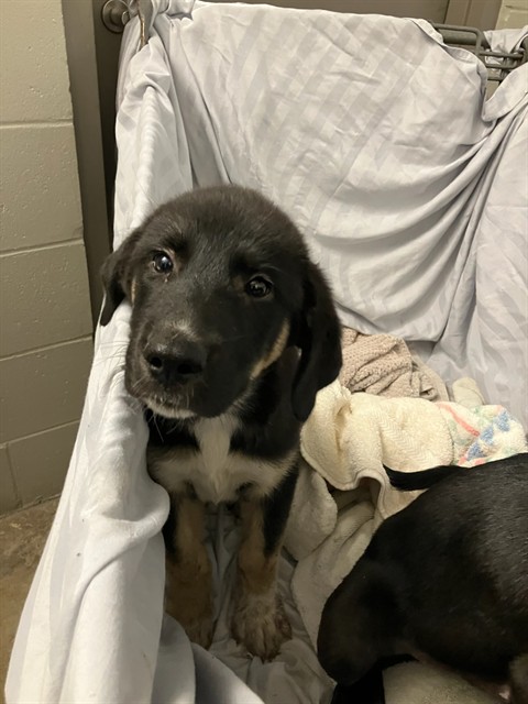 Shelter Stray Male Dog last seen Near BLOCK PALISADES DRIVE, 2020 Forest St, Jacksonville, FL 32204, USA