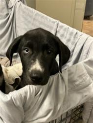 Shelter Stray Male Dog last seen Near BLOCK PALISADES DRIVE, 2020 Forest St, Jacksonville, FL 32204, USA