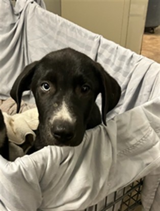 Shelter Stray Male Dog last seen Near BLOCK PALISADES DRIVE, 2020 Forest St, Jacksonville, FL 32204, USA