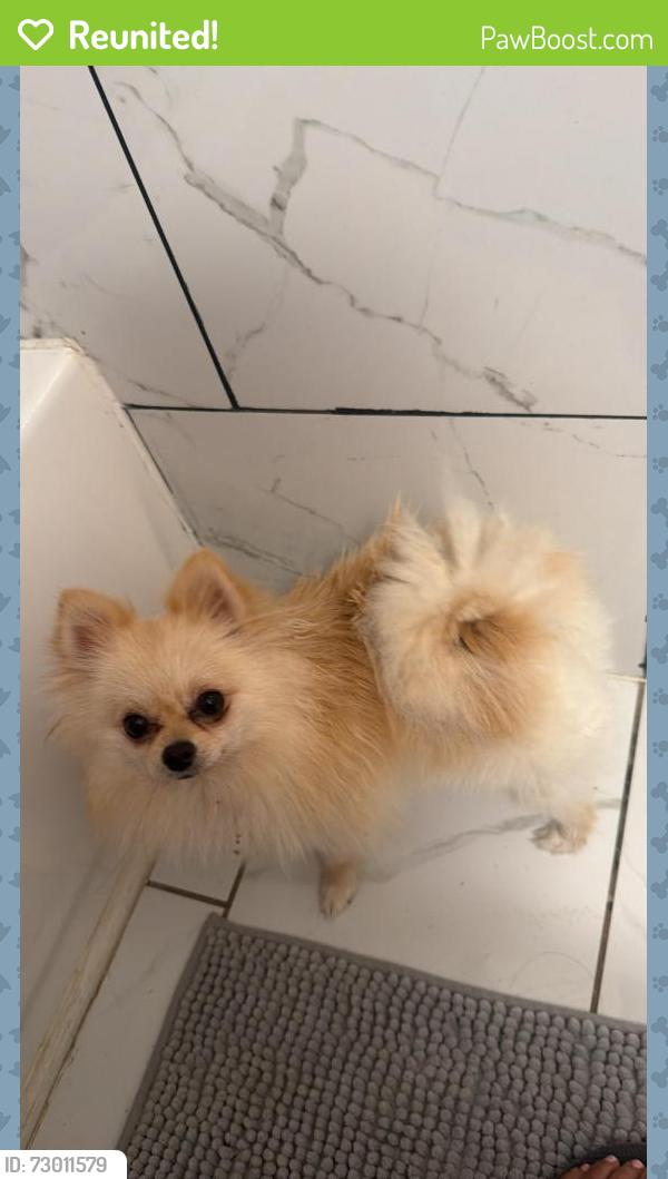 Reunited Female Dog last seen Near burning tree ln carrolton tx, Carrollton, TX 75006