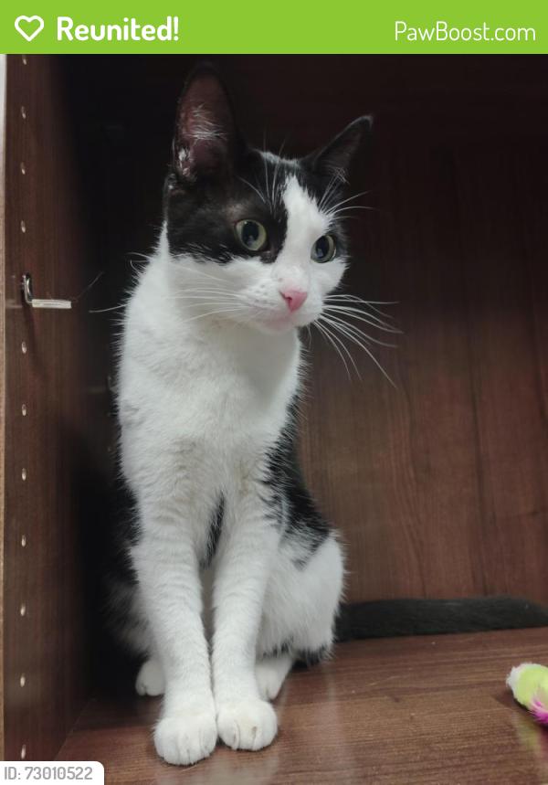 Reunited Unknown Cat last seen Pfingsten and Dundee , Northbrook, IL 60062