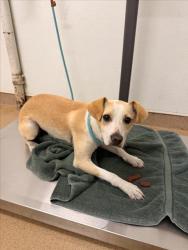 Shelter Stray Male Dog last seen MISSION/TENNYSON, 16 Barnes Ct, Hayward, CA 94544, USA