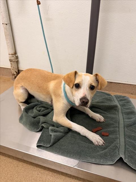 Shelter Stray Male Dog last seen MISSION/TENNYSON, 16 Barnes Ct, Hayward, CA 94544, USA