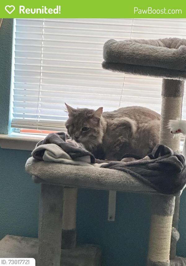 Reunited Male Cat last seen Baseline & Woodcreek Oaks, Roseville, CA 95747
