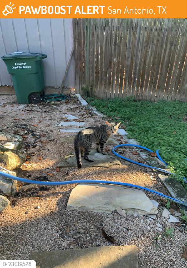 Found/Stray Male Cat last seen Spruce Tree Ln and Shady Tree Ln, San Antonio, TX 78247