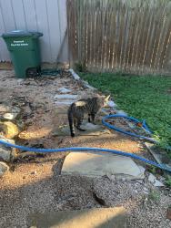 Found/Stray Male Cat last seen Spruce Tree Ln and Shady Tree Ln, San Antonio, TX 78247