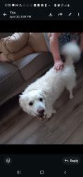 Lost Male Dog last seen 10th and 8th streetJeffersonville, Indiana, Jeffersonville, IN 40202