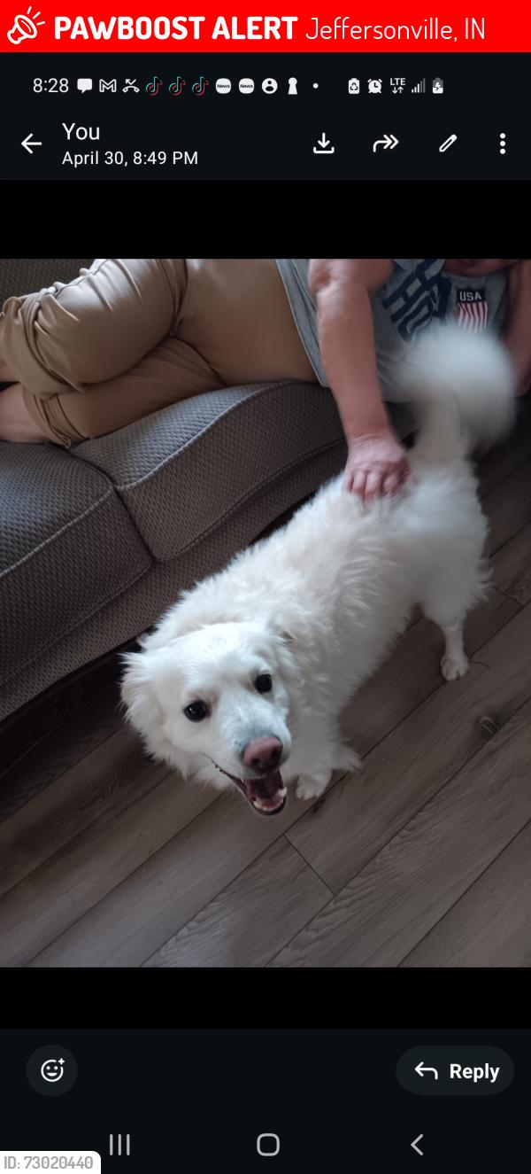 Lost Male Dog last seen 10th and 8th streetJeffersonville, Indiana, Jeffersonville, IN 40202