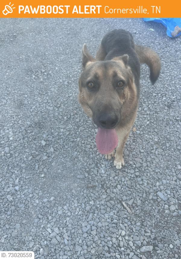 Found/Stray Male Dog last seen Red nix rd Cornersville tn, Cornersville, TN 37047