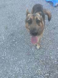 Found/Stray Male Dog last seen Red nix rd Cornersville tn, Cornersville, TN 37047
