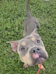 Shelter Stray Male Dog last seen Near BLOCK S DIXIE HWY, FORT LAUDERDALE, FLORIDA, 2400 SW 42nd St, Fort Lauderdale, FL 33312, USA