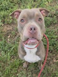 Shelter Stray Male Dog last seen Near BLOCK W COMMERCIAL BLVD, LAUDERHILL FL 33351, 2400 SW 42nd St, Fort Lauderdale, FL 33312, USA