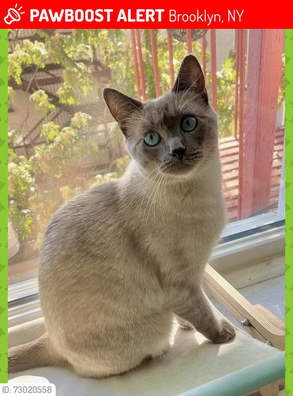 Lost Female Cat last seen Ocean Parkway & Ditmas Avenue, Brooklyn, NY 11218