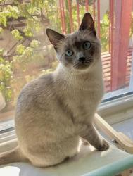 Lost Female Cat last seen Ocean Parkway & Ditmas Avenue, Brooklyn, NY 11218