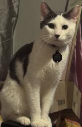 Lost Male Cat last seen Jackson st. By the garage , Staten Island, NY 10304