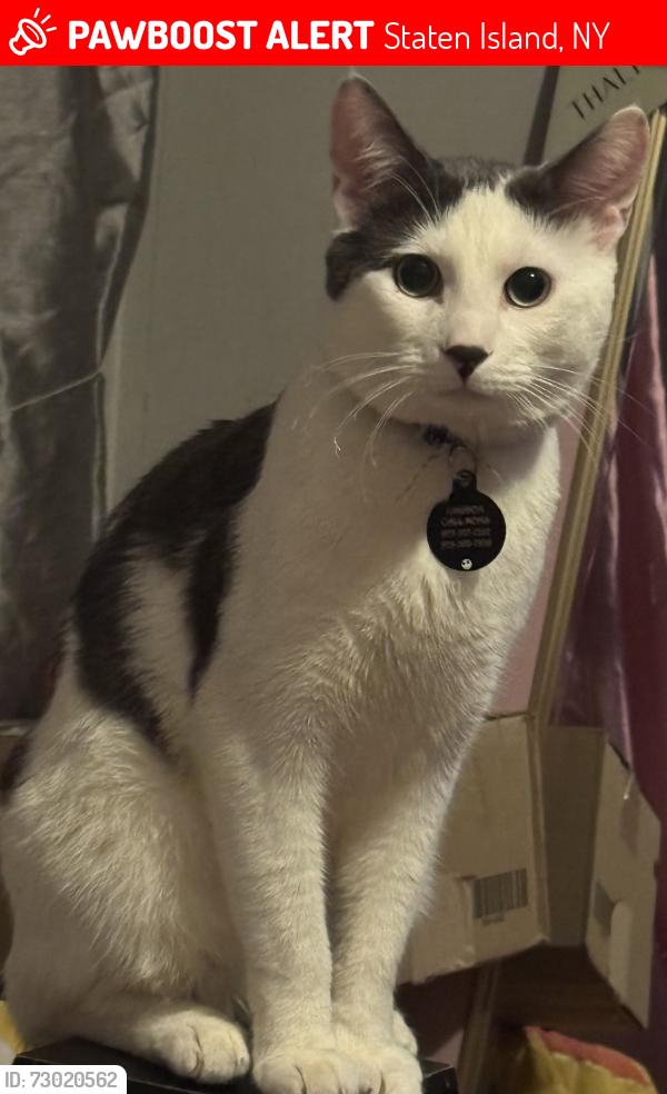 Lost Male Cat last seen Jackson st. By the garage , Staten Island, NY 10304