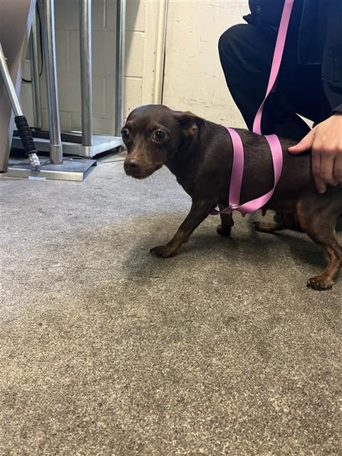 Shelter Stray Female Dog last seen DELTA SHORES CIR & COSUMNES RIVER BLVD, 2127 Front St, Sacramento, CA 95818, USA