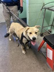 Shelter Stray Male Dog last seen MARYSVILLE BLVD & ERMINA DR, 2127 Front St, Sacramento, CA 95818, USA