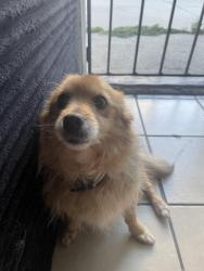 Reunited Female Dog last seen pacific coast highway , Long Beach, CA 90807