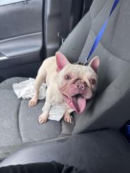 Reunited Male Dog last seen Oakland and Styvesant St, Union, NJ 07083