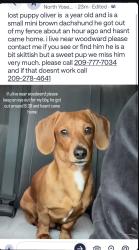 Lost Male Dog last seen Last seen near Woodward park, Manteca, CA 95337