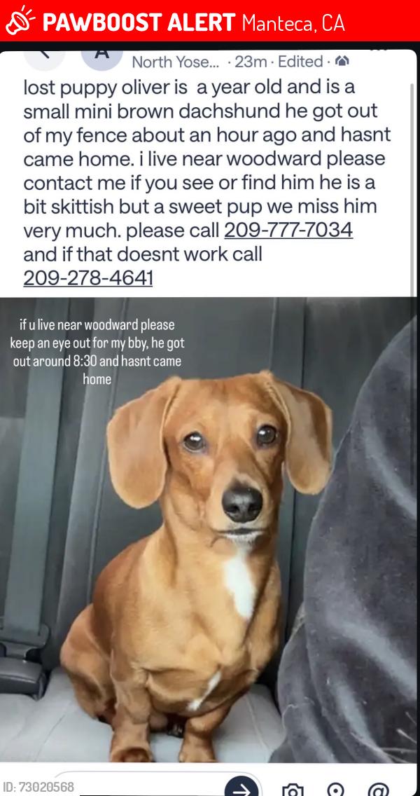 Lost Male Dog last seen Last seen near Woodward park, Manteca, CA 95337