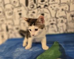 Shelter Stray Male Cat last seen , 957 N Gaffey St, San Pedro, CA 90731, USA