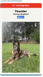 Found/Stray Unknown Dog last seen Peach tree road, Spartanburg County, SC 29323
