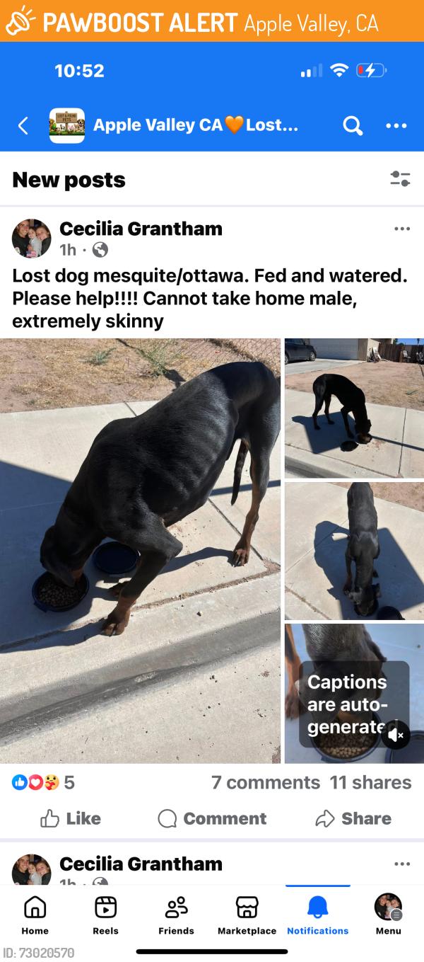 Found/Stray Male Dog last seen Mesquite, Apple Valley, CA 92395