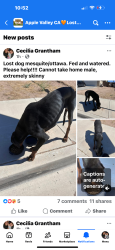 Found/Stray Male Dog last seen Mesquite, Apple Valley, CA 92395