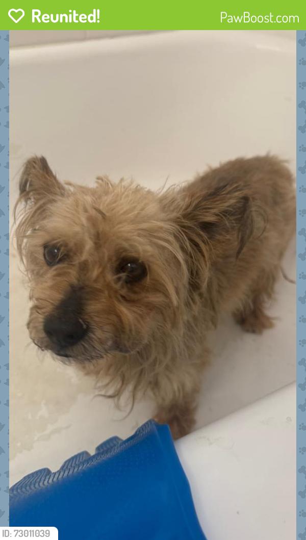 Reunited Male Dog last seen Cedar ave and Randall , Rialto, CA 92316