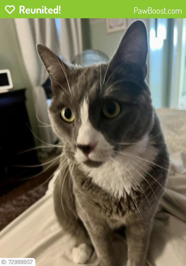 Reunited Male Cat last seen Bradshaw Mobile Home Park, Sacramento, CA 95827