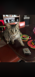 Lost Female Cat last seen Uniontown public library , Uniontown, PA 15401