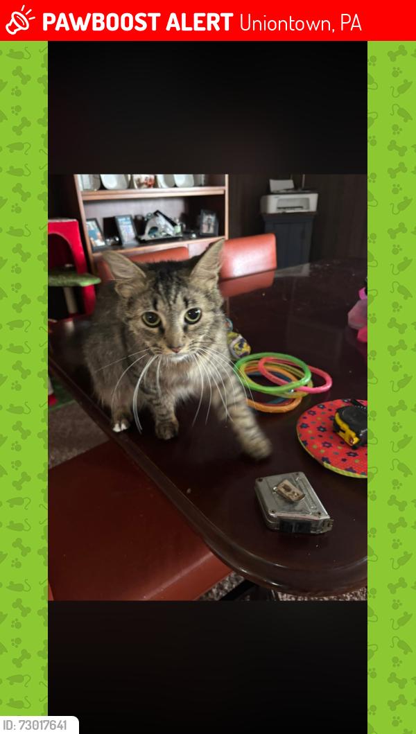Lost Female Cat last seen Uniontown public library , Uniontown, PA 15401