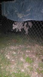 Found/Stray Female Dog last seen COVENANT LOVE CHURCH, Fayetteville, NC 28312