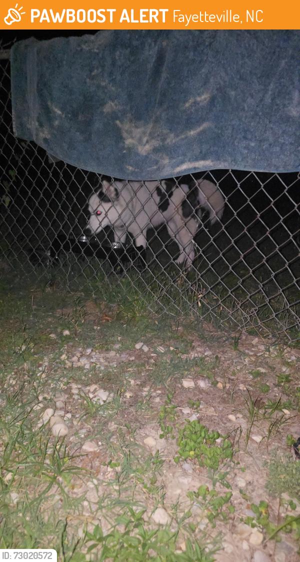 Found/Stray Female Dog last seen COVENANT LOVE CHURCH, Fayetteville, NC 28312