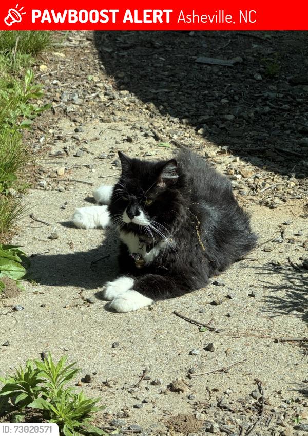 Lost Female Cat last seen Governer’s view and ambler road, Asheville, NC 28805